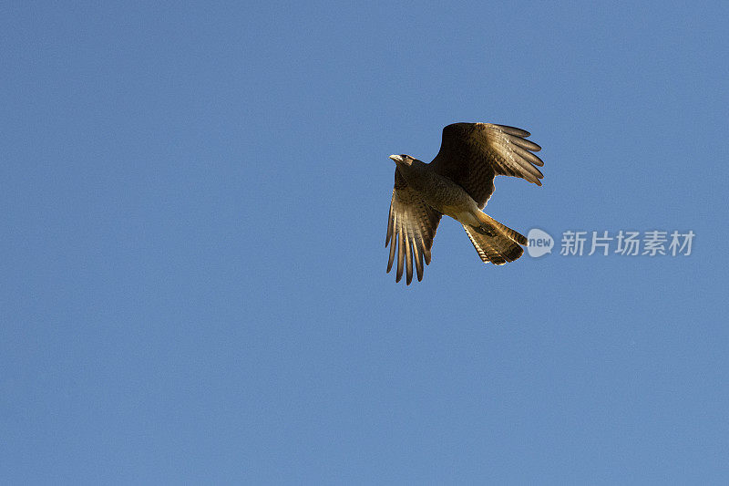 Chimango Caracara (Milvago ximango)